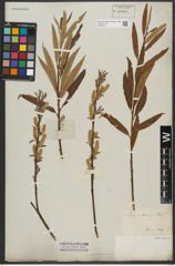 Foto von Salix triandra L. x Salix viminalis L.